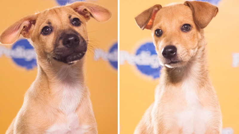 Illustration for article titled The Most Shocking Scandals of the 2013 Puppy Bowl